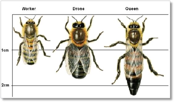 a worker bee has a mass of 0.00011 .