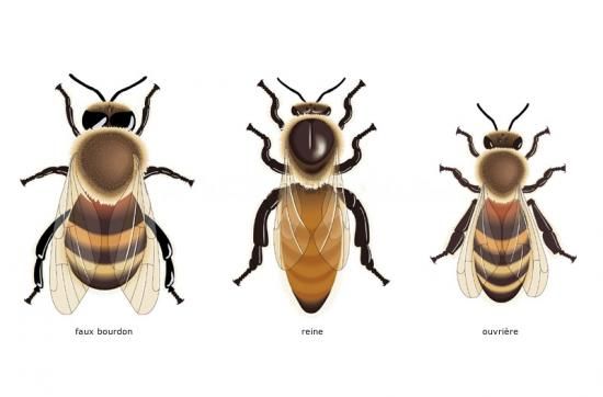 a worker bee has a mass of 0.00011 .